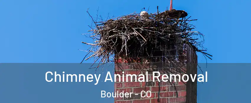  Chimney Animal Removal Boulder - CO