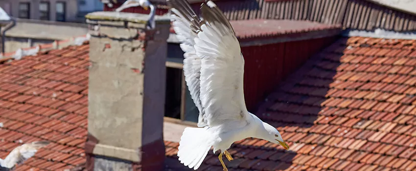 Residential Chimney Animal Removal Solution in Boulder, CO