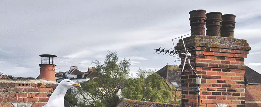 Chimney Cleaning And Restoration in Boulder, Colorado